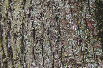 Naklejka premium bark of a tree