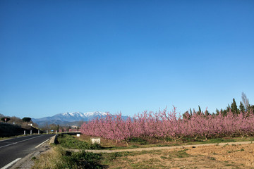 Apple orchard blossoms in spring in the Pyrenees-Orientales, France