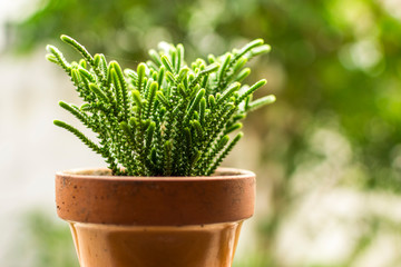Closeup of small green plant in a brown flowerpot. Blurred background of trees and green vegetation.