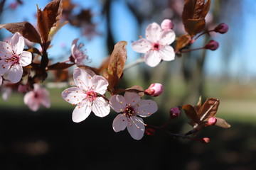 ARBRE PRUNUS A FLEURS ROSES