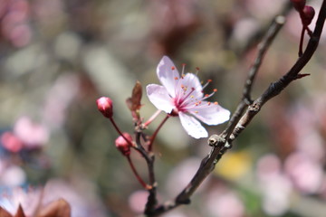 ARBRE PRUNUS A FLEURS ROSES