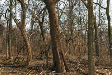 tree in the forest in winter