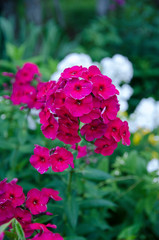 pink flower in the garden