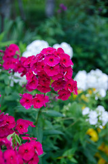 pink flowers in the garden