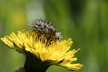 Chenille