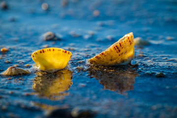 Pebbles reflects on wet sandy beach