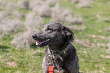 black dog smiles against green grass