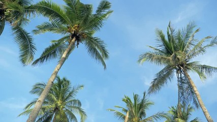 Bottom view of coconut palm trees forest in sunshine. Palm trees against a beautiful blue sky. Green palm trees on blue sky background. Travel concept.