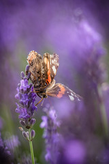 Butterfly on Lavender field