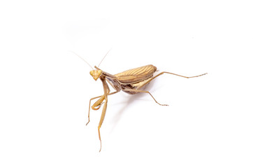 Wandering Violin Mantis, Gongylus gongylodes, in front of white background