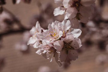 flores de cerezo