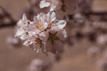 Obraz premium flores de cerezo