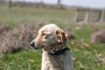 sad dog muzzle on the background of green grass