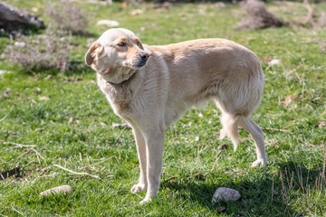 three-legged sad dog on a background of green grass