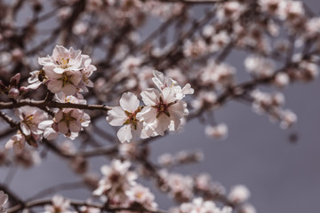 flores de cerezo