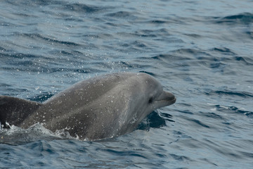 Obraz premium Grand dauphin