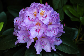 Die Rhododendren