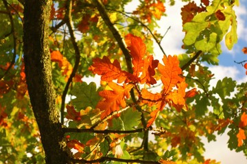 Colourful Autumn Leaves.