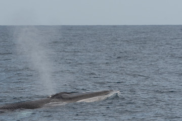 Fototapeta premium Rorqual commun