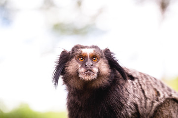 worried monkey face. Small monkey in danger of extinction. Face of a young monkey. Close-up photograph.