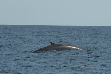 Fototapeta premium Rorqual commun