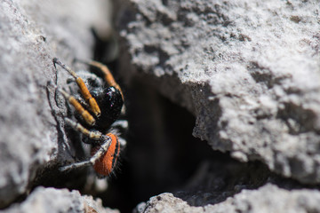 Araignée