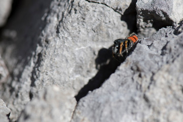Araignée