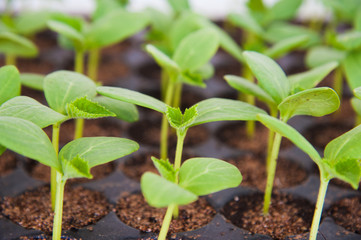 Small seedlings of lettuce