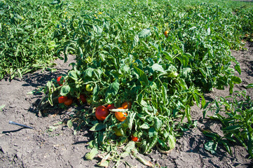 Natural field tomatoes