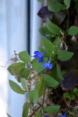 Blue lobelia flowers among green leaves of cobaea.