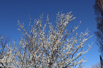 ARBRE PRUNUS A FLEURS BLANCHES