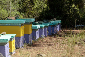 lilac hives with bees produce honey in the Greek pine forest