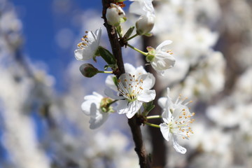 ARBRE PRUNUS A FLEURS BLANCHES