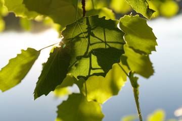 green aspen leaves on a tree branch close-up with solar illumination
