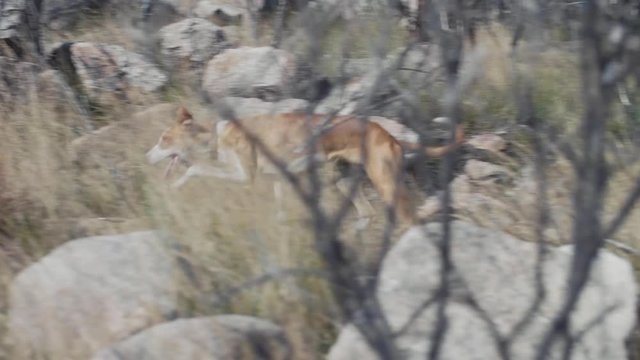 Slow Motion Shot Of Multiple Dogs Exploring The Surroundings In Search Of Something In A Forest.