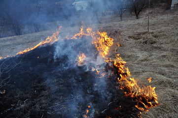 In spring, a dry grass is burned