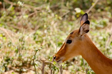 Antelope