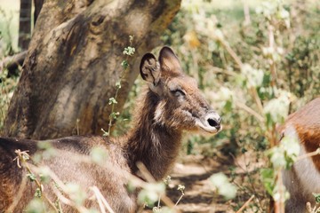 Waterbuck enjoying the sun