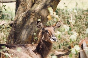 Waterbuck