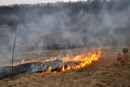 In spring, a dry grass is burned
