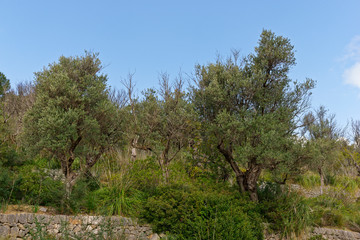 Obraz premium Olivenbäume, Nähe Moscari, Mallorca, Spanien
