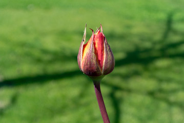 Rose Bud