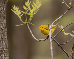 Yellow Warbler