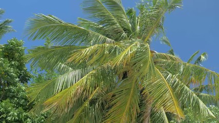 Bottom view of coconut palm trees forest in sunshine. Palm trees against a beautiful blue sky. Green palm trees on blue sky background. Travel concept.