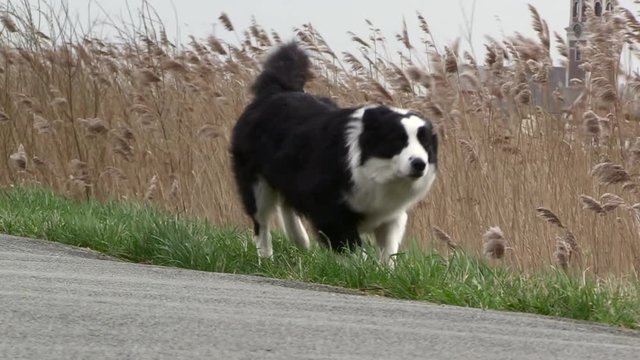 a dog peeing on a very windy day with a small church in the background, black and white border collie