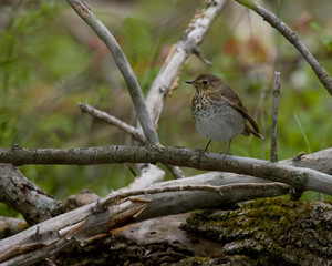 Thrush
