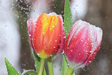 Tulips with drops on the background of rain, raindrops on wet glass, sad mood, the arrival of spring