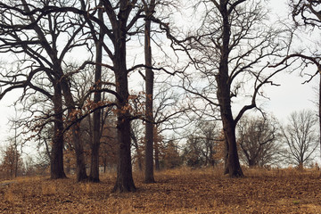 Fototapeta na wymiar post oak trees on a hill in the forest in winter