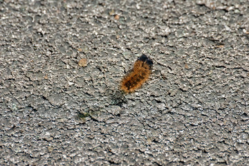 A pine processionary (Thaumetopoea pityocampa) caterpillar on a rock