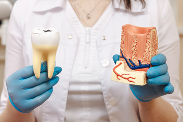 Dentist holds in his hand tooth model for education in laboratory.